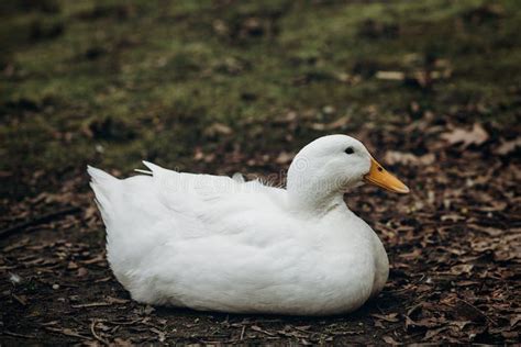 Close Up Of Cute White Duck Resting On The Ground Farm Animal Stock