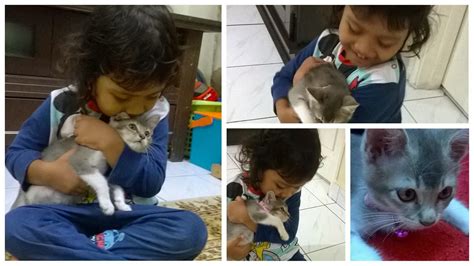 Memiliki anak kucing memberikan banyak manfaat kepada tuan kucing itu sendiri. Indahnya Cinta Kerana Allah..: Cara Penjagaan Kucing ...