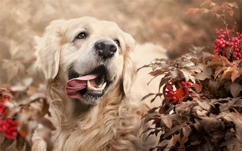 Labrador Muzzle Golden Retriever Close Up Dogs Pets Cute Dogs