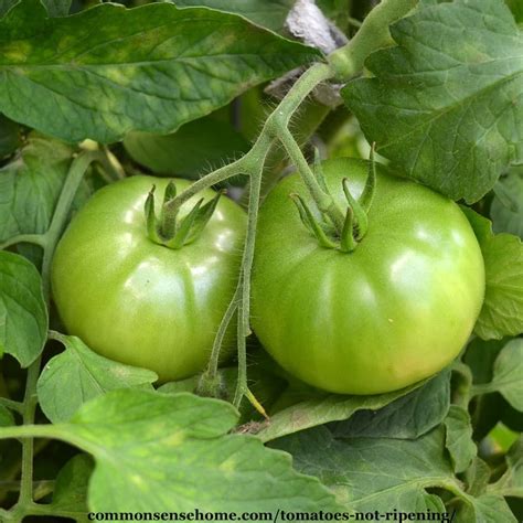 Drizzle the tops with more olive oil if you wish. 4 Reasons Your Tomatoes Aren't Ripening or Turning Red ...