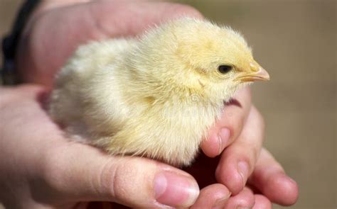 Child Holding Baby Chick Stock Image Image Of Hands Soft 2061741