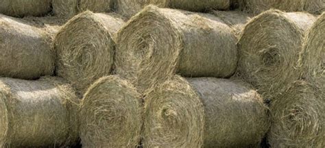 Minimizing Wastage In Round Hay Bales Stored Outdoors J And J Hay Farms