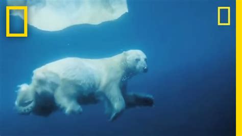 Underwater Polar Bear National Geographic Youtube