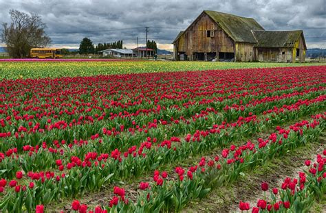 Chaikins Of Bellingham Skagit Valley Tulip Fields