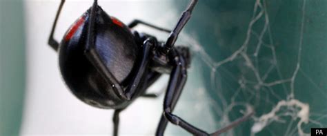 The noble false widow spider. Venomous False Widow Spider Nest Found In Buckinghamshire ...