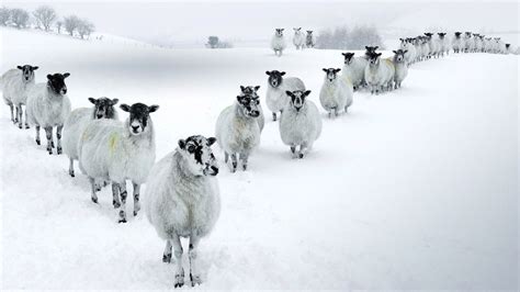 Winter Sheep Row Wallpapers Lake District Winter Animals Winter