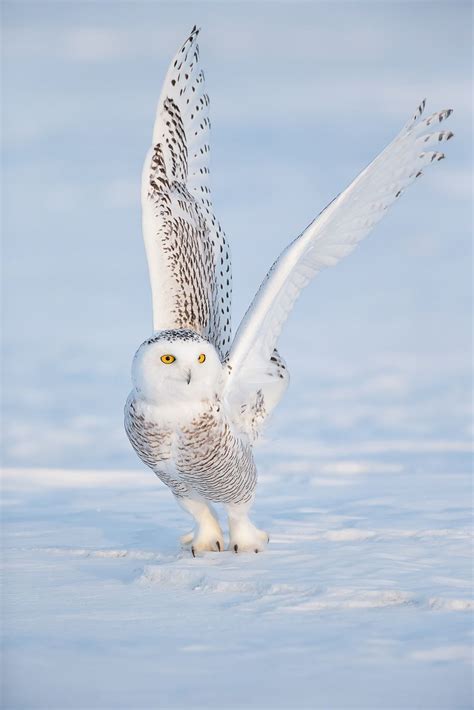 Snowy Owl National Geographic Owl Pictures Owl Photography Snowy Owl