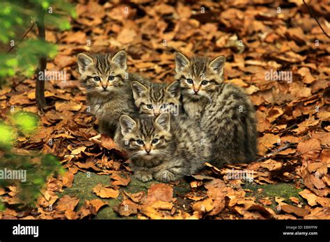 european wildcat forest wildcat felis silvestris silvestris four kitten sitting together on