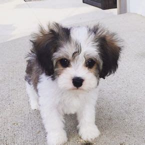 Our puppies and parent dogs have been raised with affection and love. www.cavachonsbydesign.com Cavachon puppies for sale ...