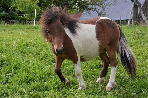 Shetland Pony Facts Lifespan Behavior And Care Guide With Pictures