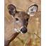 Whitetail Doe Photograph By Ron McGinnis
