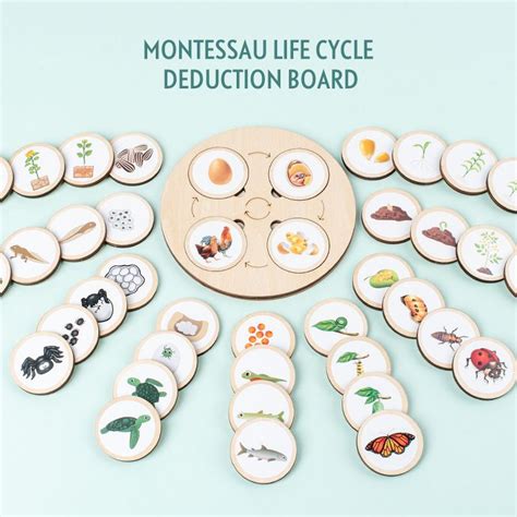 Jual Mainan Edukasi Montessori Wooden Life Cycle Board Mainan Edukasi