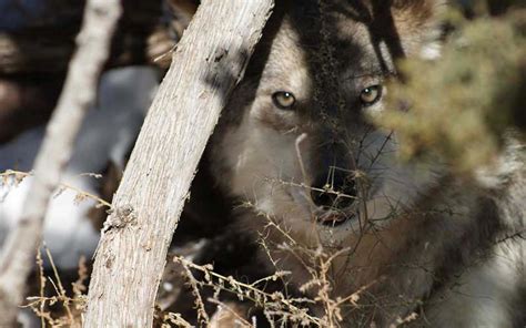 Conservation Group Sues Again To Protect Mexican Gray Wolf In