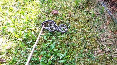 Large Snake In My Backyard Garden Youtube