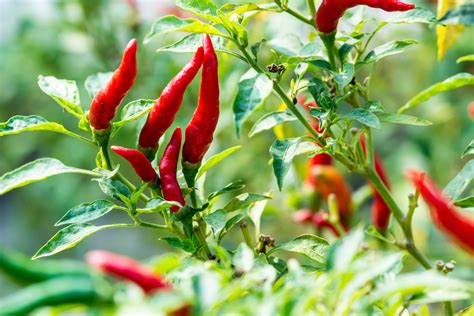 Red Chili Peppers On The Tree In Garden Littlegate Publishing