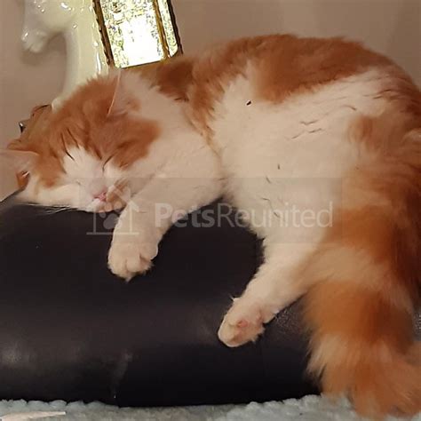 Lost Cat Gingerwhite Cat Called Chester Witney Area Oxfordshire