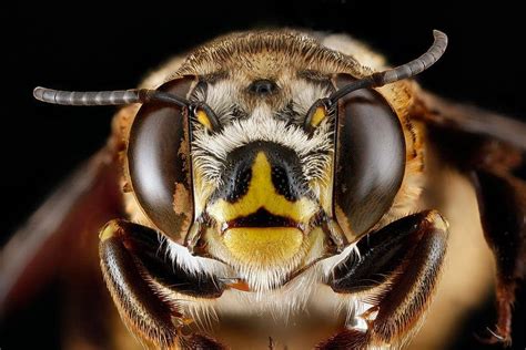 How Bees Might Help Smartphone Cameras Snap More Natural Looking Photos