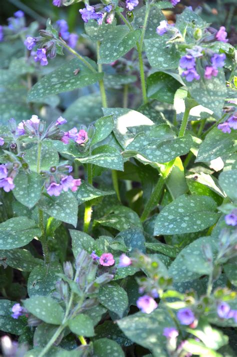 Ground Cover Ornamental Catalog