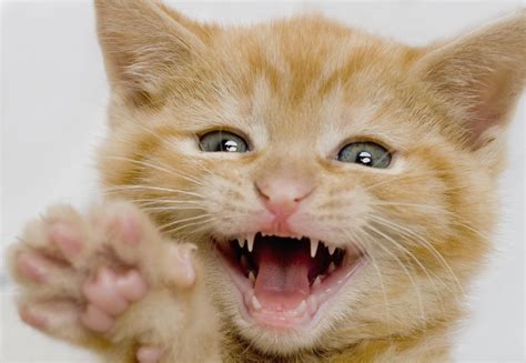 /r/teefies is full of people who appreciate photos of sweet and funny cat teeth. When Do Puppies and Kittens Lose Their Baby Teeth?