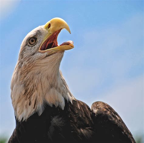 American Bald Eagle Leezie5 Flickr