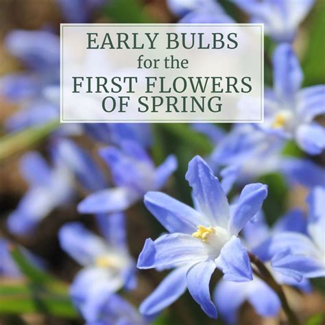 Early Blooming Bulbs For The First Flowers Of Spring Longfield