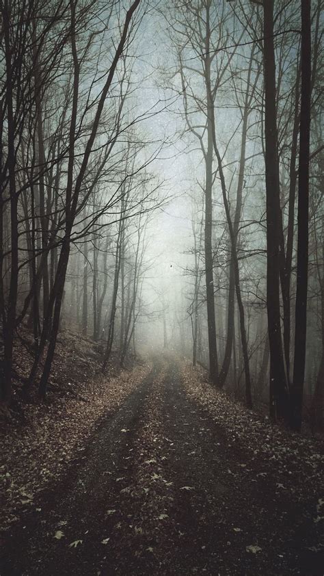 Foggy Forest Wallpaper Download Mobcup
