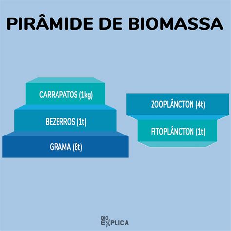 Piramide De Biomassa Invertida