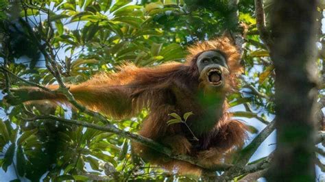 See more ideas about animals, fauna, greater bird of paradise. New species of orangutan Tapanuli: identified in the tropical rainforest of Indonesia. - YouTube