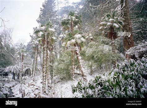 Palm Trees In Snow Hi Res Stock Photography And Images Alamy