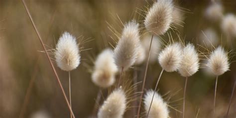 Bunny Tail Grass Care Everything You Need To Know Gfl Outdoors
