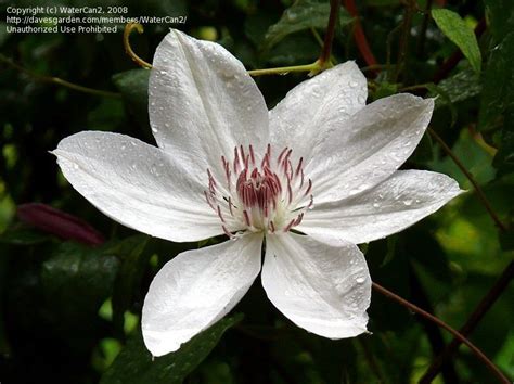 Check spelling or type a new query. PlantFiles Pictures: Clematis, Early Large-flowered ...