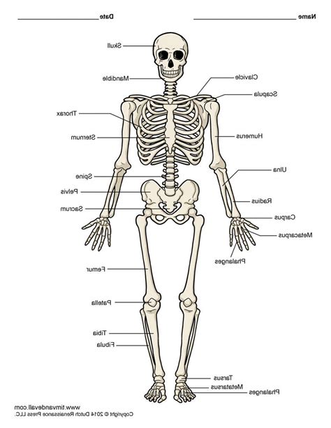 They consist of two outer layers of compact bone and an inner layer of spongy bone. Label The Long Bone / Appendicular Skeleton / These bones include some bones of the skull, the ...