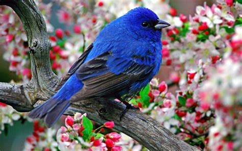 Flowers Birds Branches Wallpapers Hd Desktop And