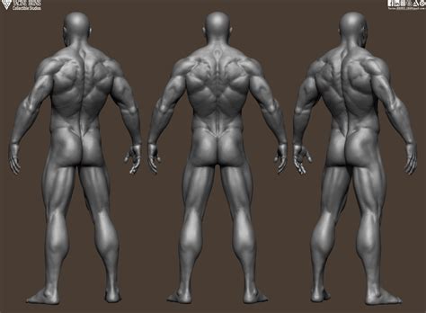 Yacine Brinis Collectible Studios Realistic Male Anatomy Basemesh