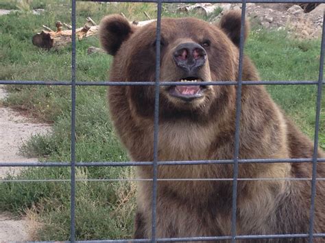 Bc Wildlife Parks Grizzly Rehabilitation Strategy Cbc Kamloops