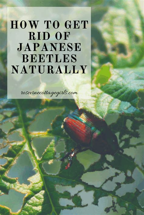 How To Get Rid Of Japanese Beetles Naturally Tatum Muccer