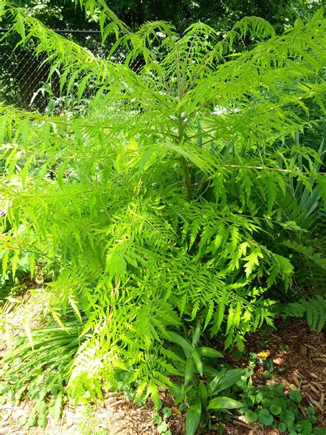 What Is This Fern Like Plant Named Rgardening