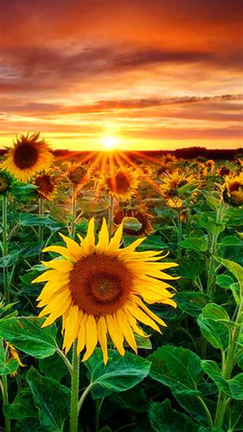 Sunflower Wallpaper Kolpaper Awesome Free Hd Wallpapers