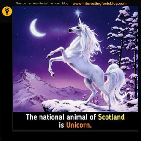 Know More Information About Why Is The National Animal Of Scotland A
