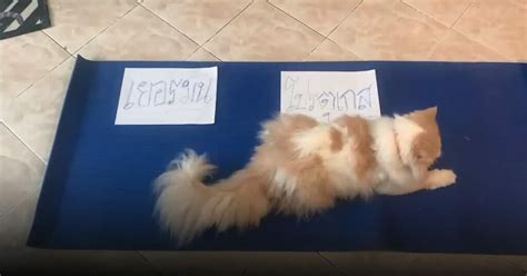 ความช่วยเหลือ ความปลอดภัย ข้อกำหนด ความเป็นส่วนตัว creator portal แนวทางปฏิบัติของชุมชน. บ็อบบี้ แมวพยากรณ์ ฟันธง ผลบอล เยอรมนี-โปรตุเกส คืนนี้