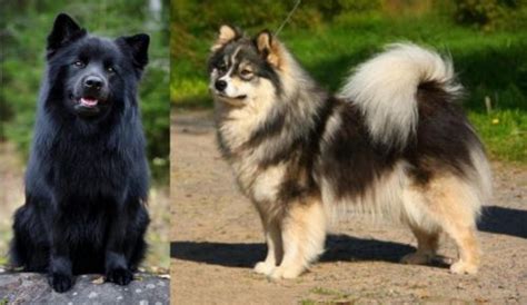 Swedish Lapphund Vs Finnish Lapphund Breed Comparison