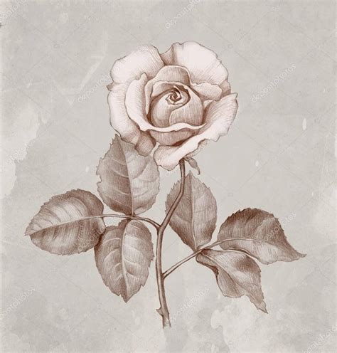 Lista 99 Foto Imágenes De Rosas Para Dibujar A Lápiz Actualizar