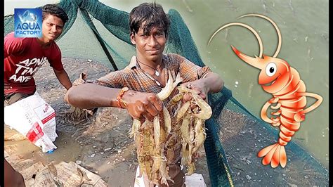 Vannamei Prawn Farming And Harvesting Vannamei Shrimp Prawns