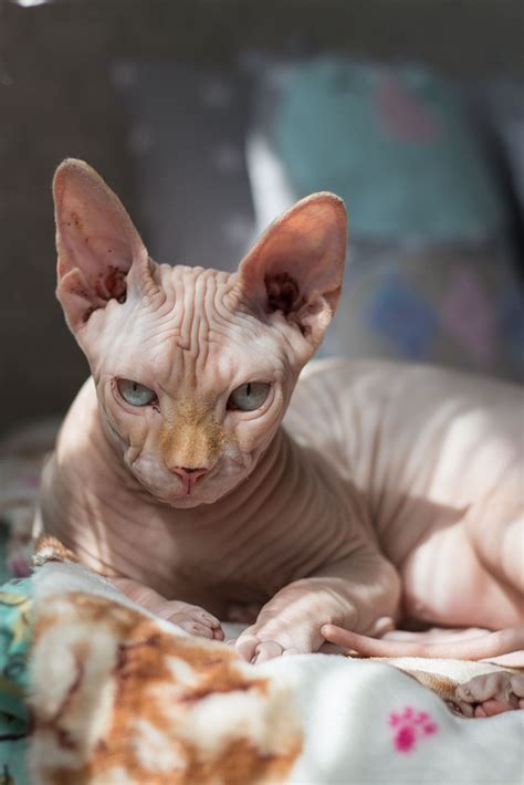 Egyptian Sphynx Cat With Hair Ogowa