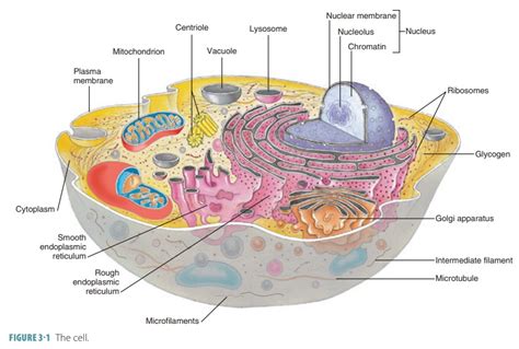 Cell Membrane Structure Of The Cell