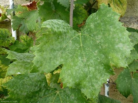 Vigijardin