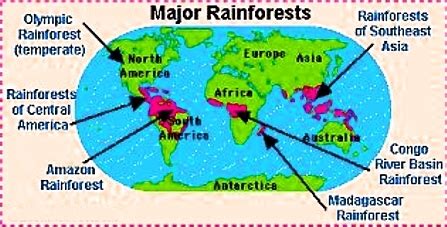 Tropical rain forests are typically located in areas of the world that are near the equator. Rain forests needed by humans and animals to survive