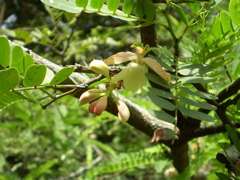 Bunga Asam Tamarindus Indica Lfabaceaeleguminosea Pho Flickr