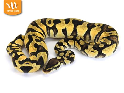 Orange Dream Pastel Morph List World Of Ball Pythons
