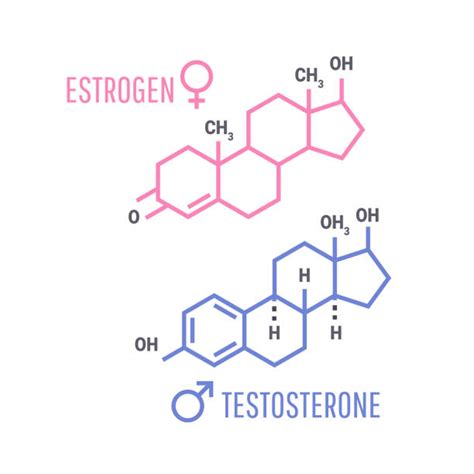 Oestrogen Illustrations Royalty Free Vector Graphics And Clip Art Istock